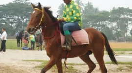 Sejumlah kuda terbaik dari berbagai daerah akan bertanding di IHR Cup II 2025 di Payakumbuh. (Ist.)