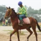 Sejumlah kuda terbaik dari berbagai daerah akan bertanding di IHR Cup II 2025 di Payakumbuh. (Ist.)