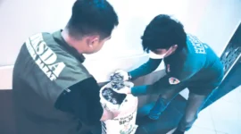 Petugas dari BKSDA dan Polda Sumbar menunjukkan barang bukti sisik tenggiling yang berhasil disita dari tiga terduga pelaku perdagangan satwa dilindungi. (Ist.)