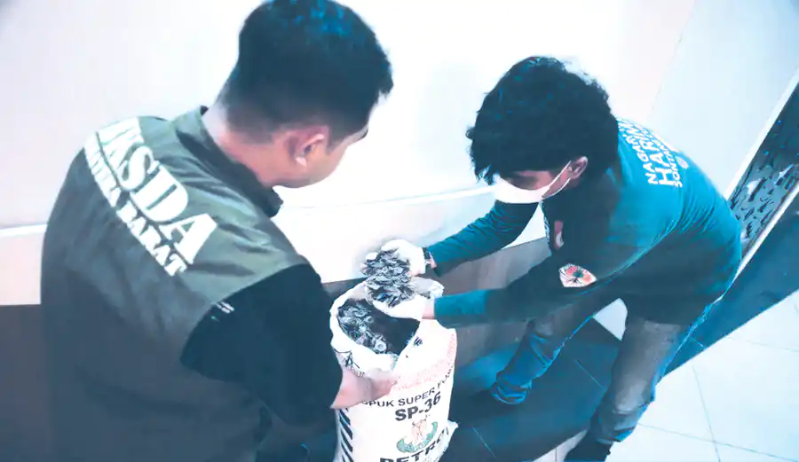 Ngeri! Jaringan Perdagangan Satwa Liar di Padang Terungkap, Puluhan Kilogram Sisik Trenggiling Diamankan