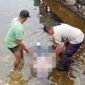 Petugas kepolisian bersama warga mengevakuasi jasad perempuan berinisial DS (27) asal Pekanbaru, yang ditemukan mengapung di Danau Maninjau. (Ist.)