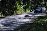 Wakil Ketua Komisi VI DPR RI Andre Rosiade memastikan proyek perbaikan jalan Payakumbuh–Sitangkai senilai Rp75 miliar di Kabupaten Limapuluh Kota, segera dikerjakan dalam waktu dekat. (Ist.)