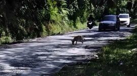 Wakil Ketua Komisi VI DPR RI Andre Rosiade memastikan proyek perbaikan jalan Payakumbuh–Sitangkai senilai Rp75 miliar di Kabupaten Limapuluh Kota, segera dikerjakan dalam waktu dekat. (Ist.)
