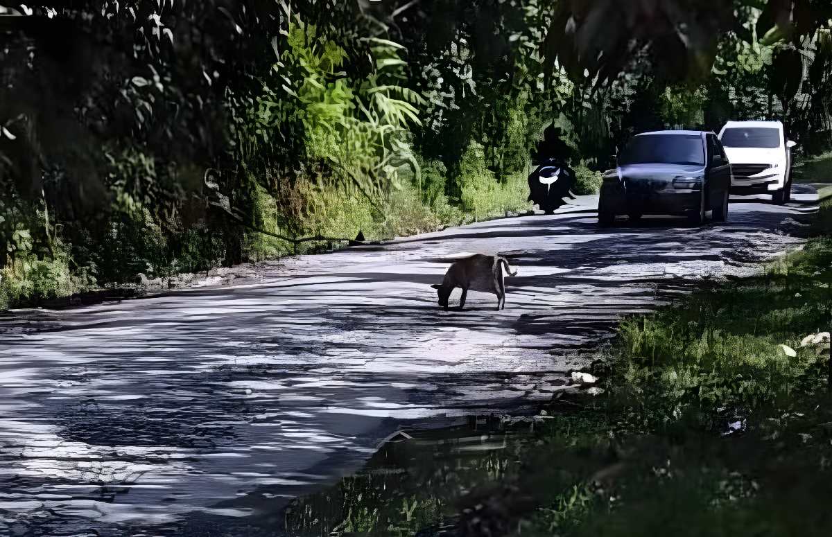 Jalan Payakumbuh-Sitangkai