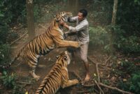 Ilustrasi - Butet (28), pencari damar di Indragiri Hulu Riau, diserang tiga ekor harimau. Korban selamat setelah melawan dengan tangan kosong dan berlari 2 jam dalam kondisi tubuh penuh luka. (AI)