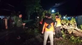 Petugas dari Tim Reaksi Cepat (TRC) BPBD Pesisir Selatan saat melakukan pemotongan dan evakuasi batang pohon besar yang tumbang dan menutupi badan jalan lintas Padang-Bengkulu di Batang Kapas. (Foto: BPBD Pesisir Selatan)