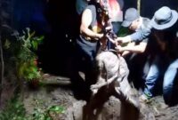 Petugas Damkar Kabupaten Solok saat melakukan persiapan dan pelaksanaan operasi evakuasi dengan metode vertikal untuk mengeluarkan anak sapi yang tercebur ke dalam sumur di Nagari Sungai Jambua. (Ist.)