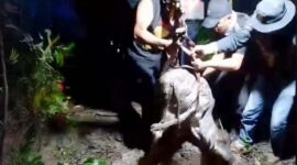 Petugas Damkar Kabupaten Solok saat melakukan persiapan dan pelaksanaan operasi evakuasi dengan metode vertikal untuk mengeluarkan anak sapi yang tercebur ke dalam sumur di Nagari Sungai Jambua. (Ist.)