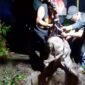 Petugas Damkar Kabupaten Solok saat melakukan persiapan dan pelaksanaan operasi evakuasi dengan metode vertikal untuk mengeluarkan anak sapi yang tercebur ke dalam sumur di Nagari Sungai Jambua. (Ist.)