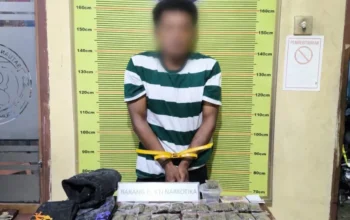 Polres Padang Panjang Gagalkan Peredaran 82 Paket Ganja Kering Siap Edar di Tanah Datar