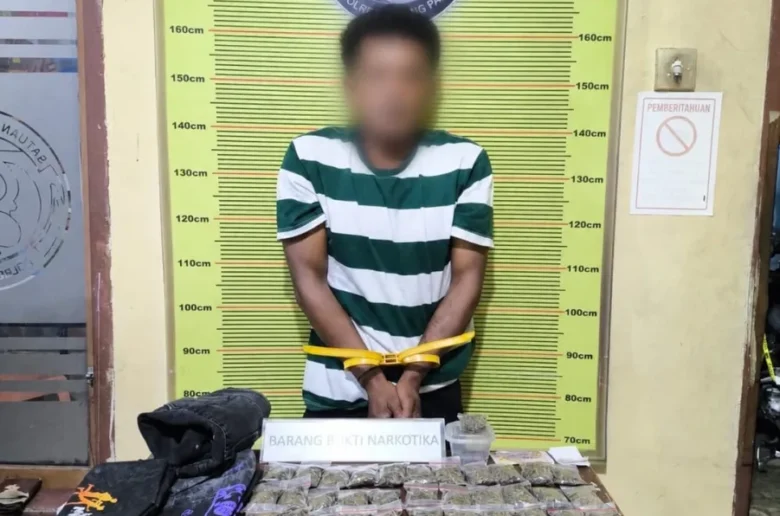 Peredaran Ganja Digulung, Satresnarkoba Polres Padang Panjang Amankan Puluhan Paket Peredaran Ganja Digulung, Satresnarkoba Polres Padang Panjang Amankan Puluhan Paket Siap Edar