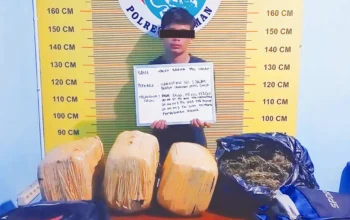 Dua kurir narkoba diciduk di pasaman, polisi sita 23 kg ganja