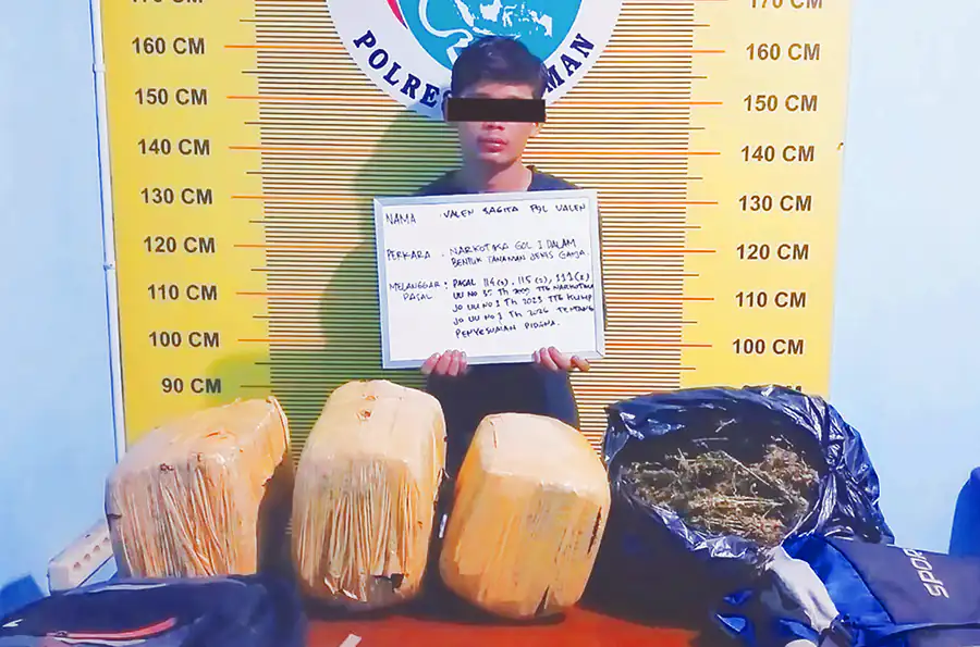 Salah seorang tersangka kurir ganja berinisial VS saat diamankan di Mapolres Pasaman, dengan barang bukti berupa tiga paket besar ganja.