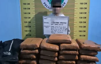Polisi ringkus kurir asal panyabungan di pasaman, 21 paket besar ganja disita